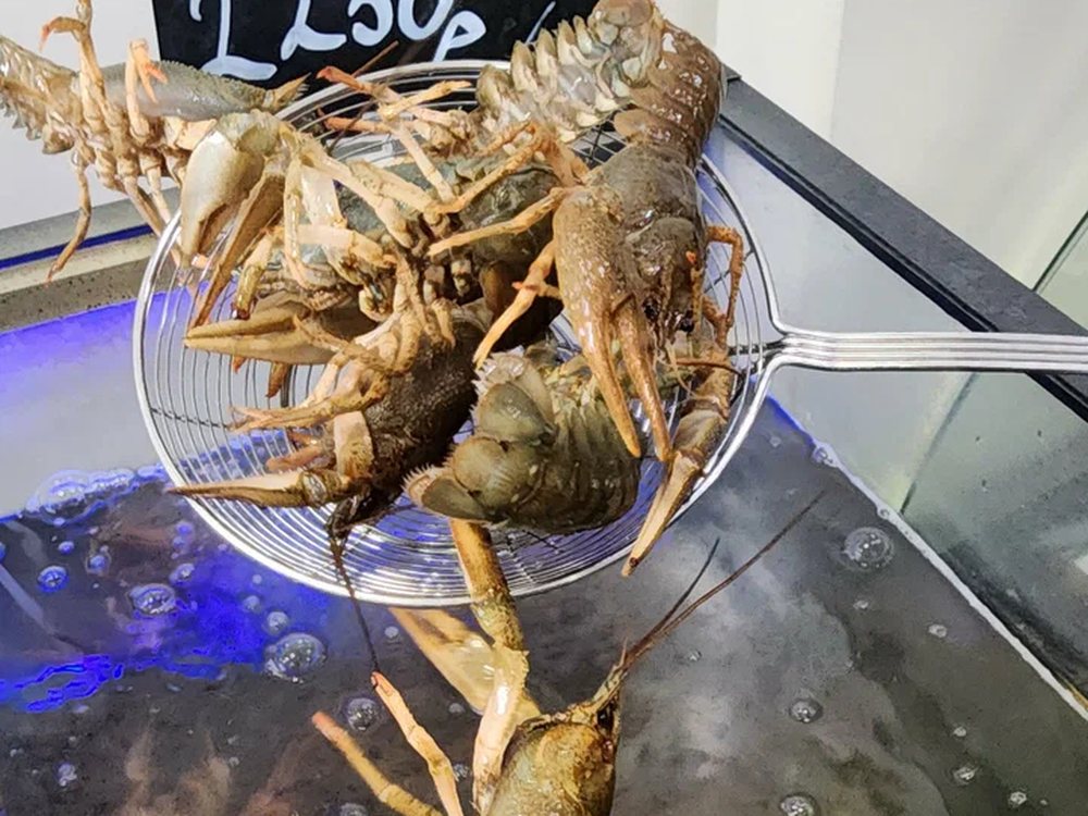 Крупный живой рак из аквариума раковарни